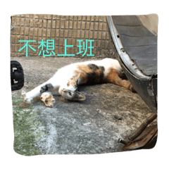 [LINEスタンプ] Dalong observer
