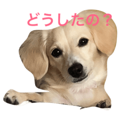 [LINEスタンプ] チワックスのらんちゃん