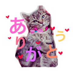 [LINEスタンプ] やまふぁむ