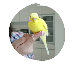 [LINEスタンプ] レモンちゃんです