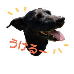 [LINEスタンプ] three black dogs