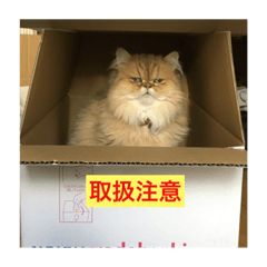 [LINEスタンプ] ペルシャ猫(チンチラゴールデン)