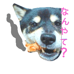 [LINEスタンプ] 柴犬永姫咲永