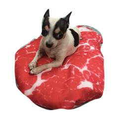 [LINEスタンプ] Jimmy is a dog