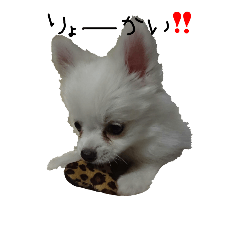 [LINEスタンプ] こてつとサスケ 日常