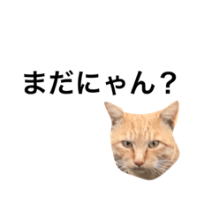 [LINEスタンプ] 猫の顔スタンプ@ウザめ