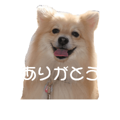 [LINEスタンプ] 我が家のポメ