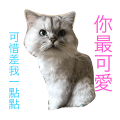 [LINEスタンプ] my cat is so cute and beautiful