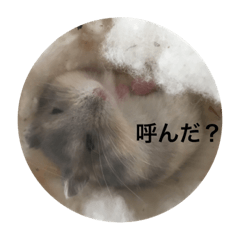 [LINEスタンプ] はむすたんぷ2