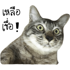 [LINEスタンプ] Dog dog dog Cat cat cat 2