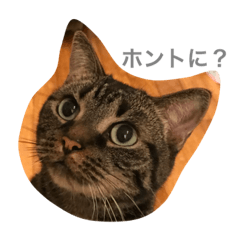 [LINEスタンプ] mocamugi