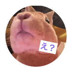 [LINEスタンプ] ウサギのミニレッキスのレイアちゃん①