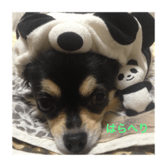 [LINEスタンプ] わんわんわんスタンプ