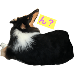 [LINEスタンプ] おちゃめコリー ミントちゃん