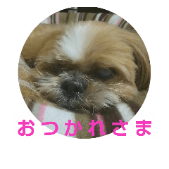 [LINEスタンプ] シーズー犬シーサー