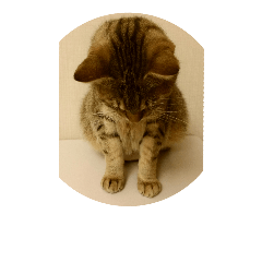 [LINEスタンプ] 愛猫のおもちさんです