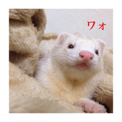 [LINEスタンプ] 小憎らしいフェレ谷