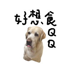 [LINEスタンプ] Labrador's daily