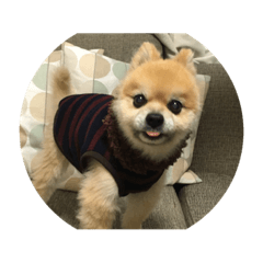 [LINEスタンプ] まめ吉くん