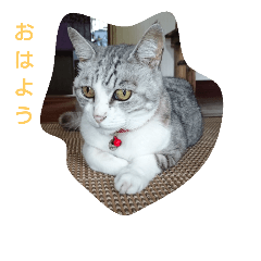 [LINEスタンプ] ネコと時々犬