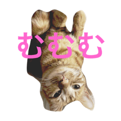 [LINEスタンプ] にゃんにゃんにゃーん