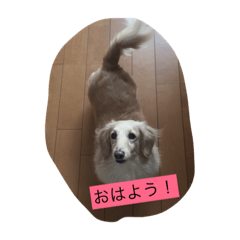 [LINEスタンプ] 我が家のダックス☆