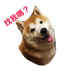 [LINEスタンプ] Shiba COLA in Taiwan