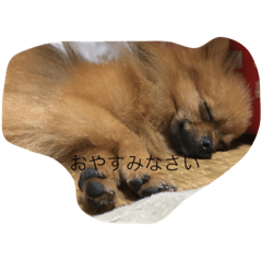 [LINEスタンプ] ポメラニアン1