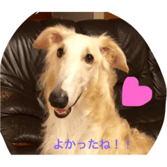 [LINEスタンプ] ボルゾイのアレンきゅん