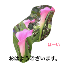 庭の花たち