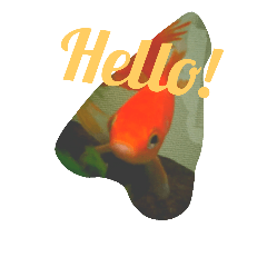 [LINEスタンプ] Hello Golden Fish！