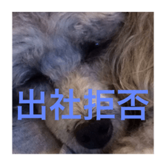 [LINEスタンプ] トイプードルのリアルな日常