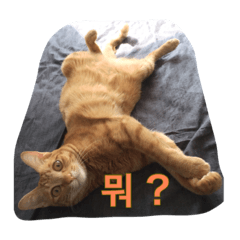 うちの猫 うみの写真スタンプ【韓国語版】