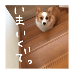 [LINEスタンプ] 日々コギぱく