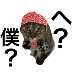 [LINEスタンプ] cat cat cat cat cat catwww