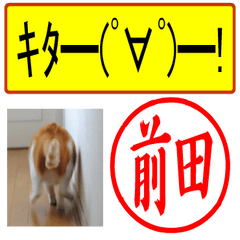 [LINEスタンプ] はんこだポン前田様用、顔文字と猫写真付の画像（メイン）