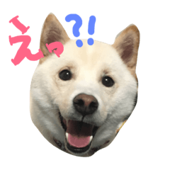 [LINEスタンプ] 白柴のはちくん