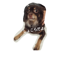 [LINEスタンプ] しょこらパート2