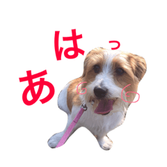 [LINEスタンプ] 花家、食いしん坊ジャックラッセルのトム