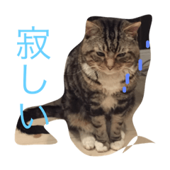 [LINEスタンプ] ねこだぞ！