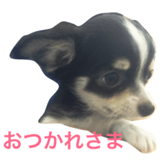 [LINEスタンプ] チワワの凛くん