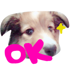 [LINEスタンプ] kinakon cute