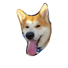 [LINEスタンプ] Akita dog Beep