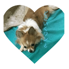[LINEスタンプ] Chihuahua marron