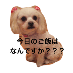 [LINEスタンプ] 小笠原家のココちゃん 2
