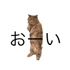 [LINEスタンプ] 猫のビギーの日常