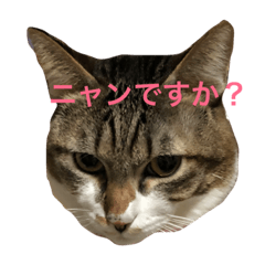 [LINEスタンプ] にゃんこで 修正版