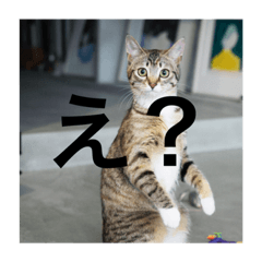 [LINEスタンプ] テトのスタンプたち