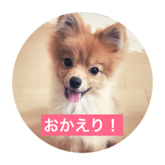 [LINEスタンプ] pomeranian517