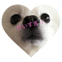 [LINEスタンプ] 白ポメふぁいん